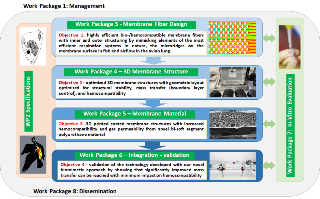 Overview of our Workpackages: Workpackage 1: Management Workpackage 2: Specifications (for Workpackages 3-6) Workpackage 3: Membrane Fiber Design: highly efficient bio-/hemocompatible membrane fibers with inner and outer structuring by mimicking elements of the most efficient respiration systems in nature, the microridges on the membrane surface in fish and airflow in the avian lung. Workpackage 4: 3D Membrane Structure: optimized 3D membrane structures with geometric layout optimized for structural stability, mass transfer (boundary layer control), and hemocompatibility. Work Package 5: Membrane Material: 3D printed coated membrane structures with increased hemocompatibility and gas permeability from novel bi-soft segment polyurethane material. Work Package 6: Integration - validation: validation of the technology developed with our novel biomimetic approach by showing that significantly improved mass transfer can be reached with minimum impact on hemocompatibility. Workpackage 7: In-Vitro Evaluation. Correlating with Workpackages 3-6 Workpackage 8: Dissemination